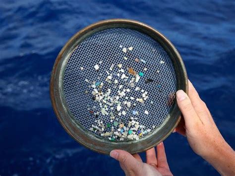 Serum တွင် Microplastic ကိုတွေ့ရှိခဲ့သည်။ 1 လီတာတွင် 65 မိုက်ခရိုပလတ်စတစ်များ